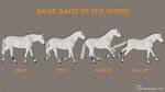 What Does Gaited Mean?