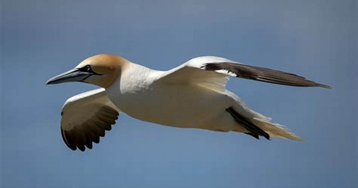 What Does Gannet Mean?