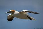 What Does Gannet Mean?