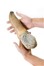 What Does Geoduck Mean?