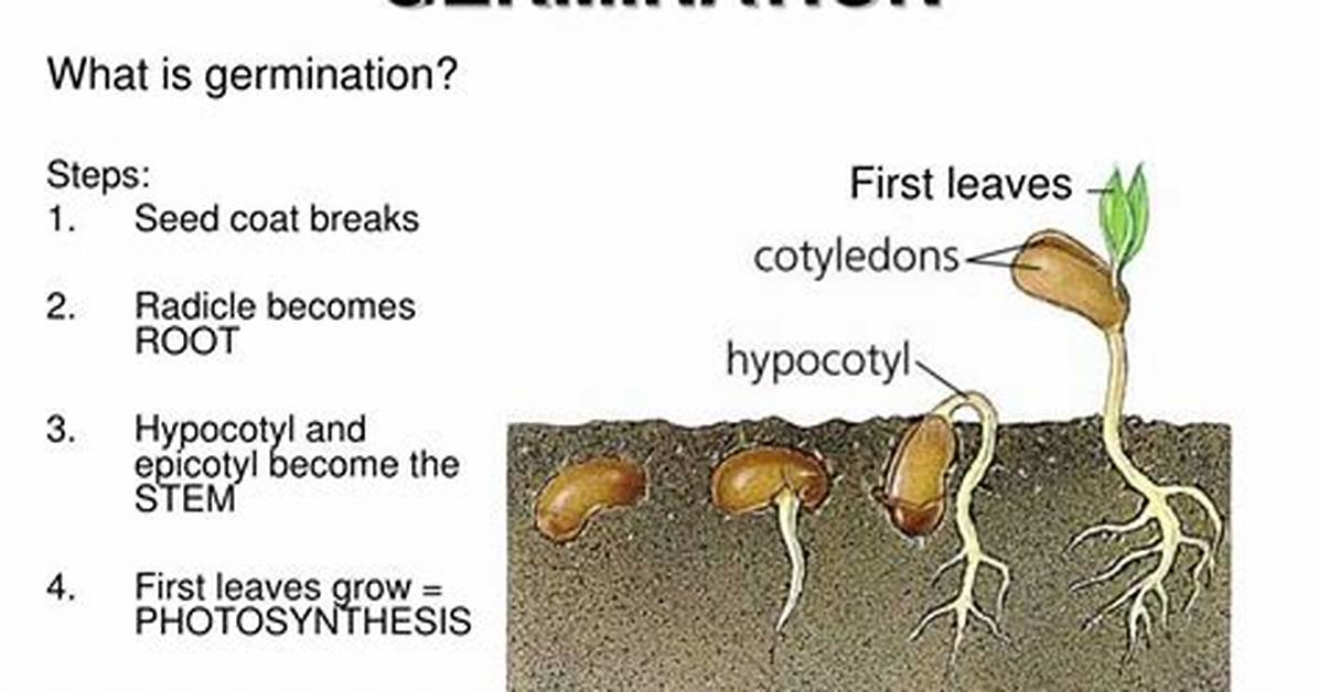 What Does Germination Mean
