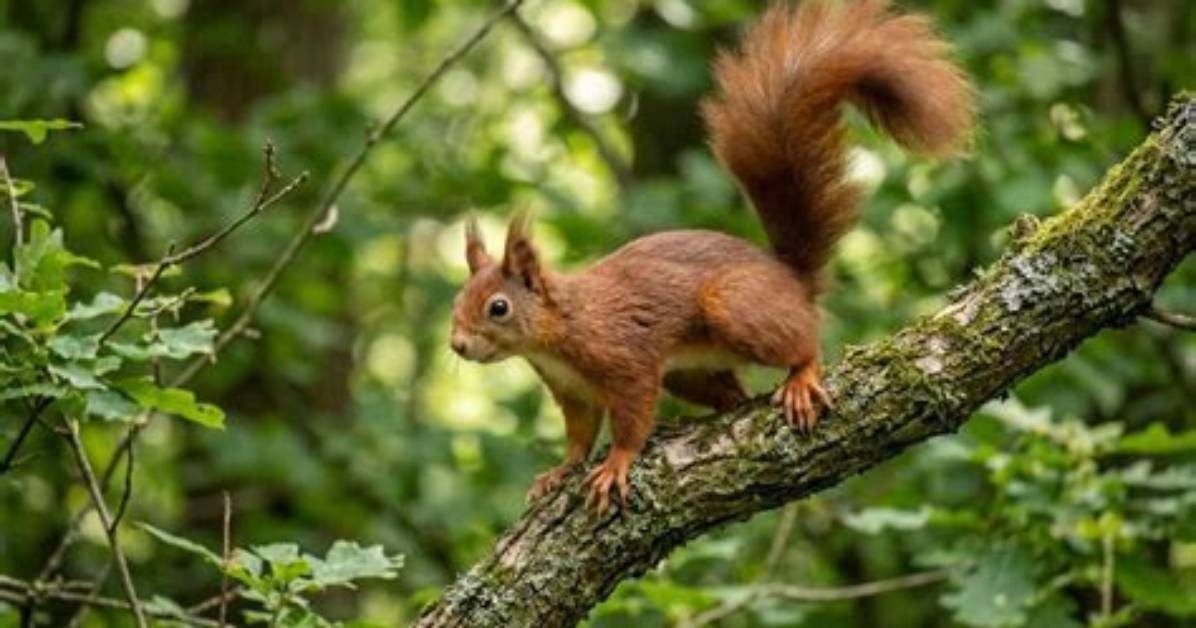 What Does Getting Squirrely Mean?