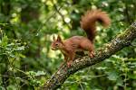 What Does Getting Squirrely Mean?