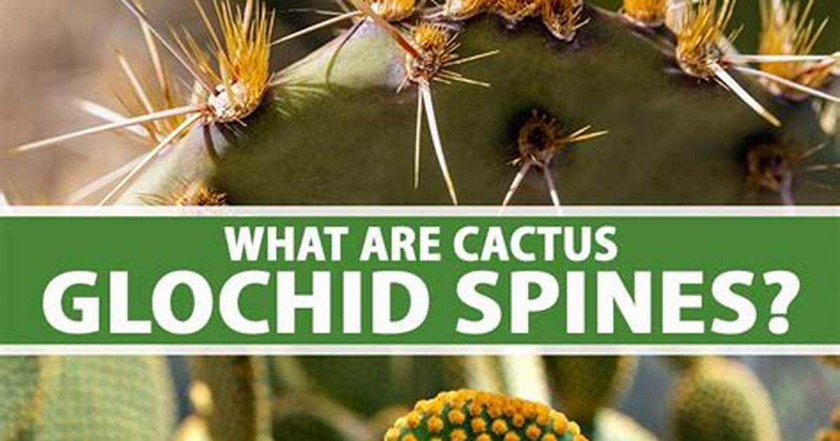What Does Glochids Mean?