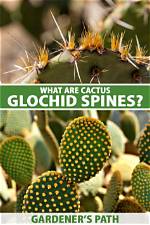 What Does Glochids Mean?
