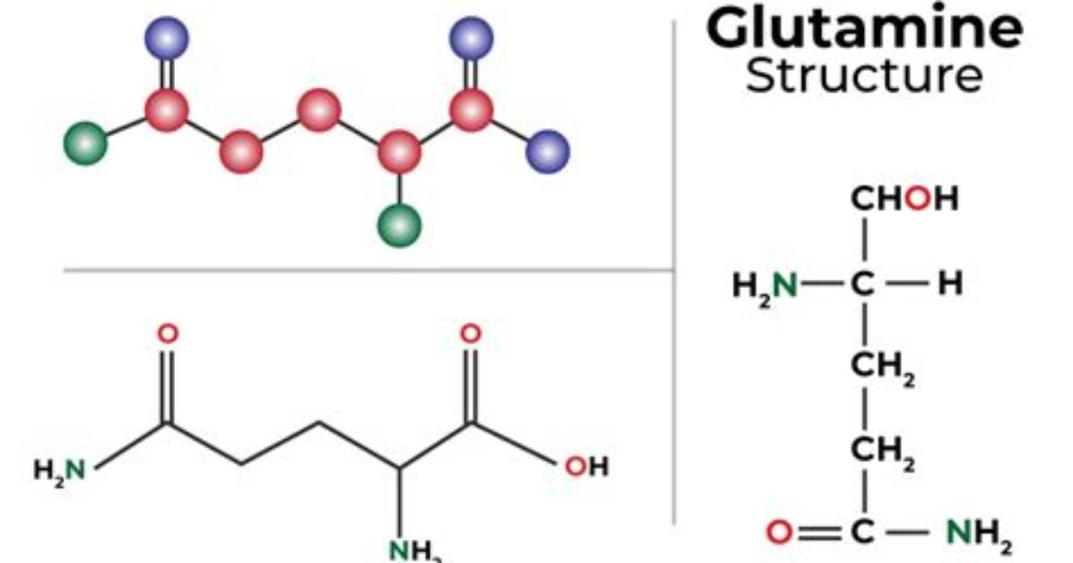 What Does Glutamine Do?