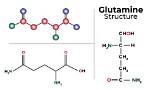 What Does Glutamine Do?