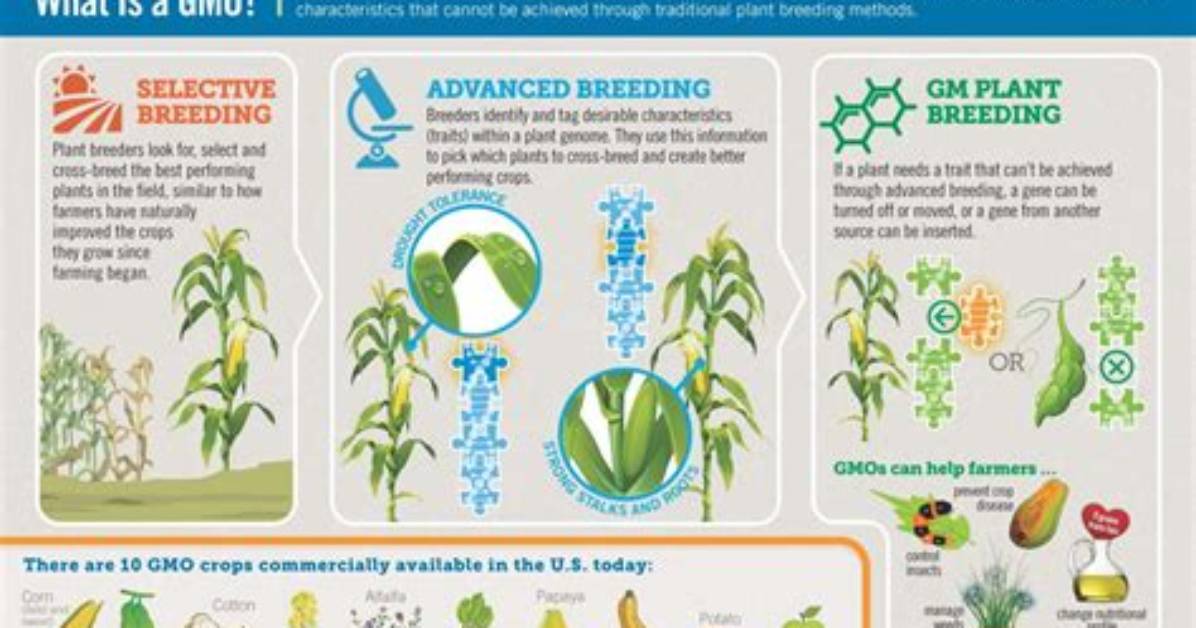What Does Gmo Mean