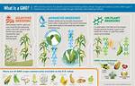 What Does Gmo Mean