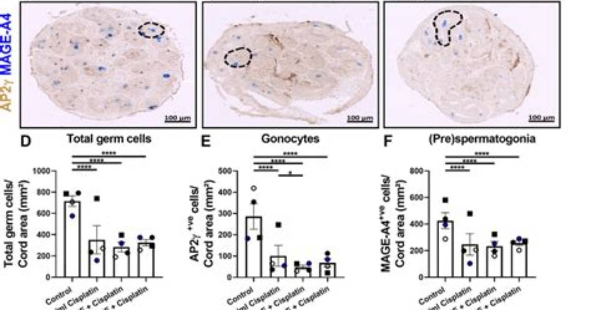 What Does Gonocyte Mean?
