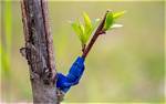 What Does Grafted Tree Mean?