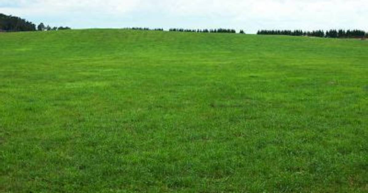 What Does Grassy Mean?