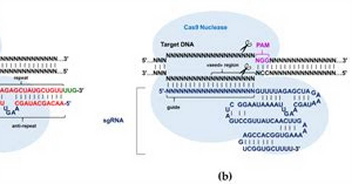 What Does Guide Rna Do