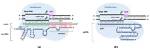What Does Guide Rna Do