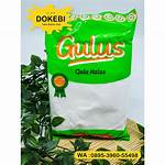 What Does Gula Mean