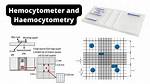 What Does Haemocytometer Mean?