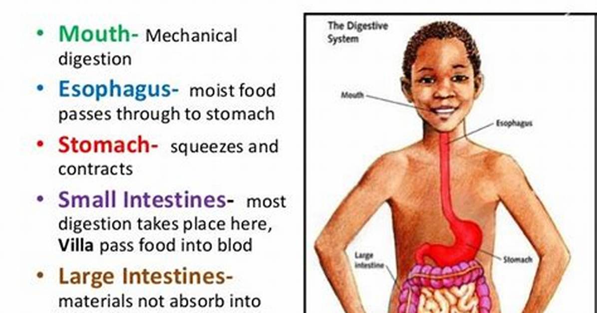 What Does Half-Digested Mean?