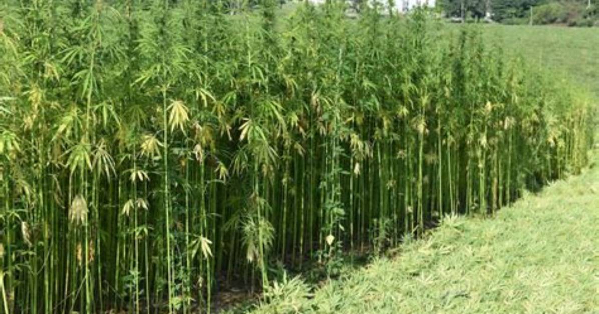 What Does Hemp Do?