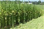 What Does Hemp Do?