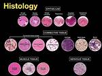 What Does Histological Mean?