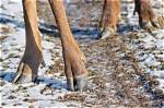 What Does Hooved Mean