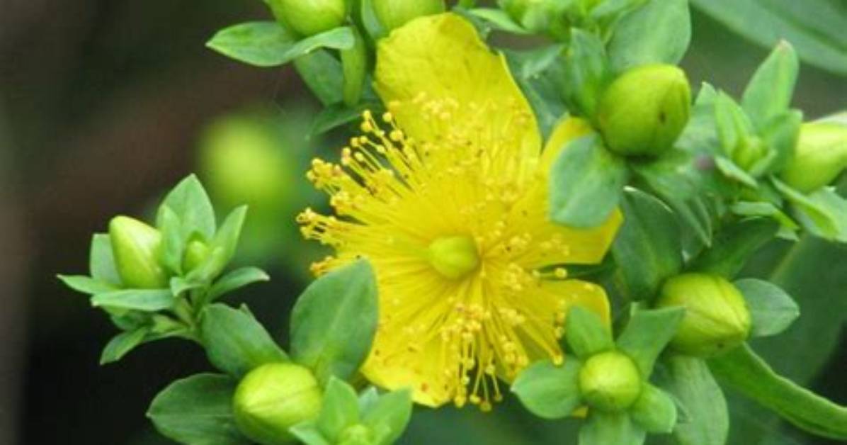 What Does Hypericum Look Like?