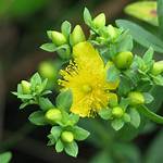 What Does Hypericum Look Like?