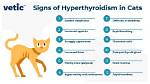 What Does Hyperthyroidism Do to a Cat