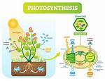 What Does Hypomorphic Mean?