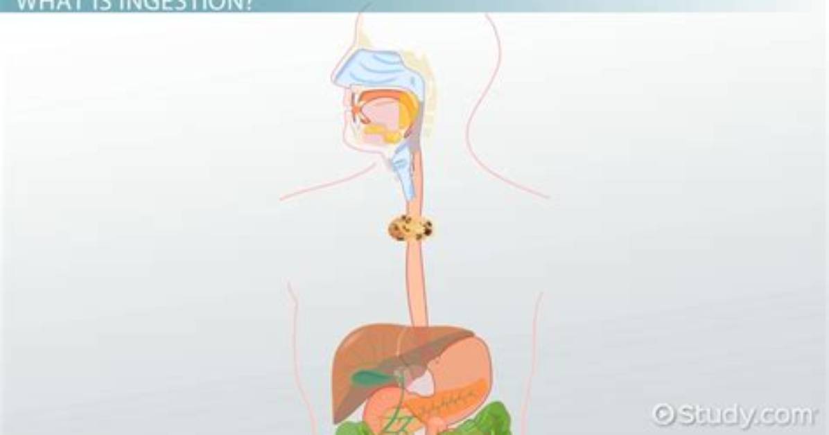 What Does Ingested Mean?