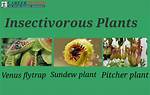 What Does Insectivore Mean?