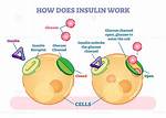 What Does Insulin Do?