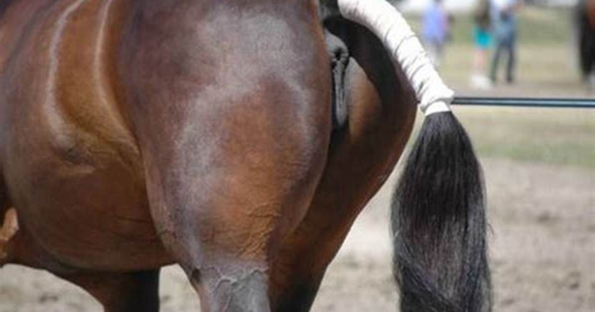 What Does It Mean When a Mare Ovulates?