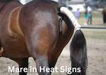 What Does It Mean When a Mare Ovulates?