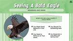 What Does It Mean When an Eagle Lands on You