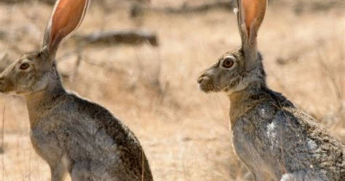 What Does Jack Rabbit Mean