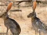 What Does Jack Rabbit Mean