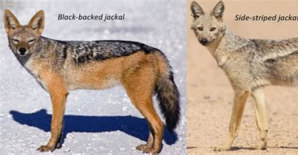 What Does Jackal Mean?