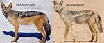What Does Jackal Mean?