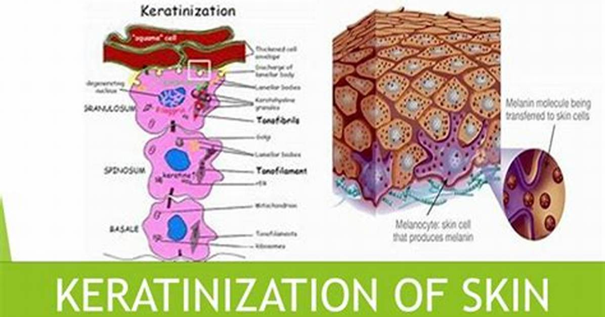 What Does Keratinization Do?