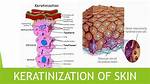 What Does Keratinization Do?