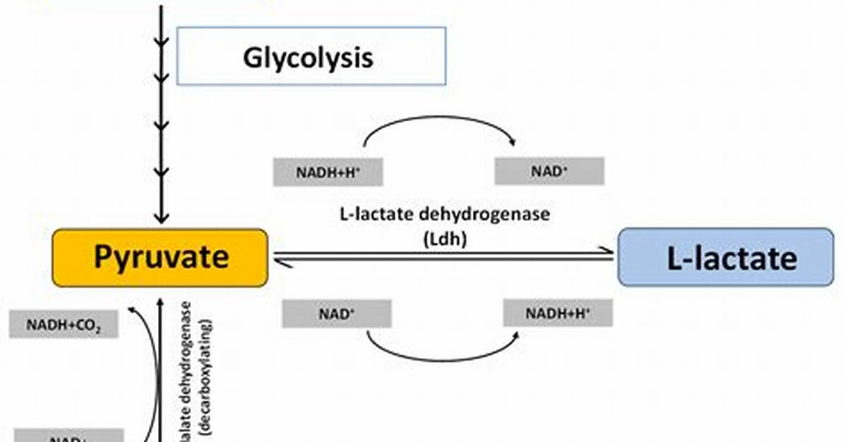 What Does Lactate Indicate?