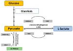 What Does Lactate Indicate?