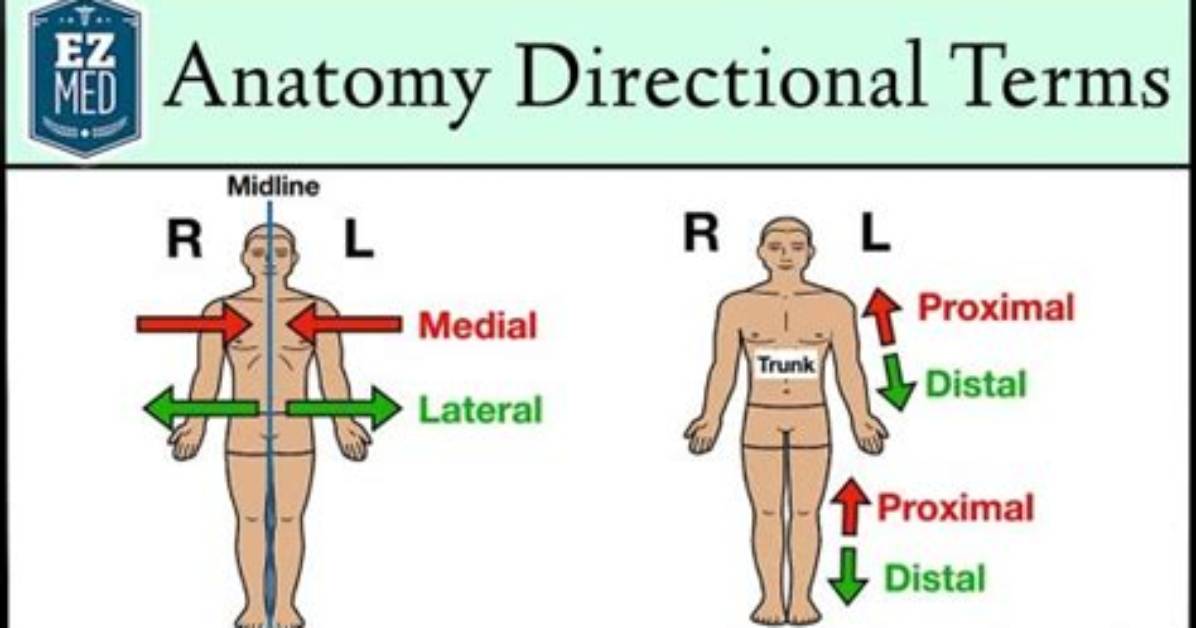 What Does Lateral Mean