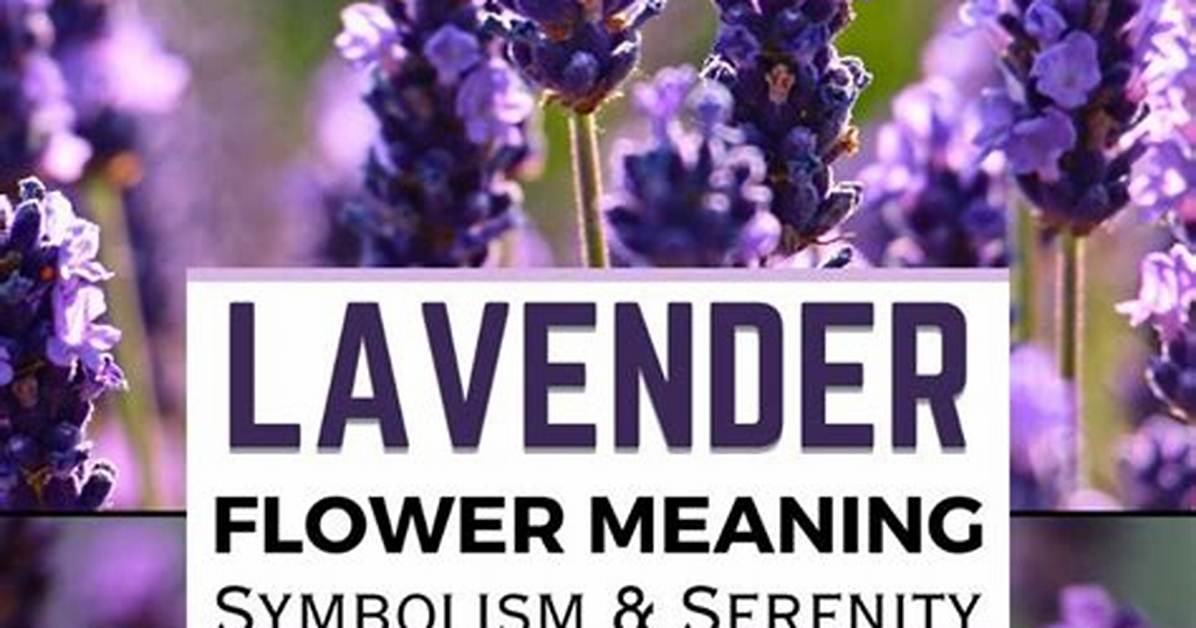 What Does Lavender Mean?