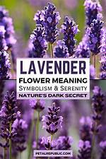 What Does Lavender Mean?