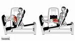 What Does Leg Press Work?