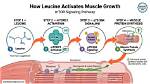 What Does Leucine Do?