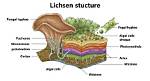 What Does Licheny Mean?