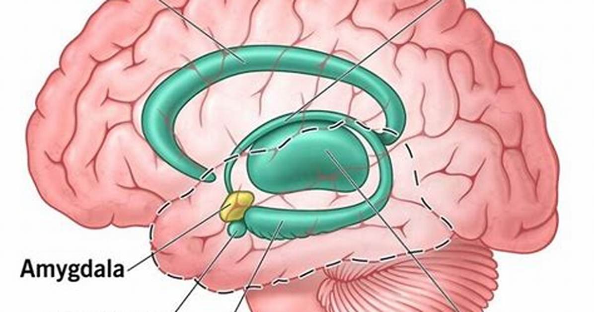 What Does Limbic Mean?